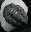 Bargain Phacops Trilobite From Morocco - #7955-1